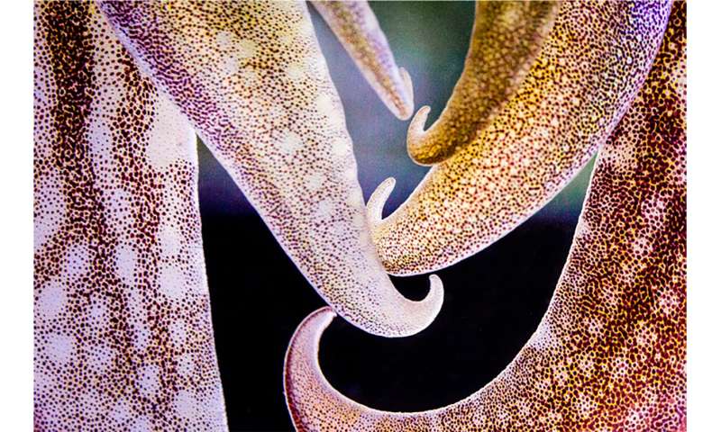 Cephalopod camouflage: searching for good matches
