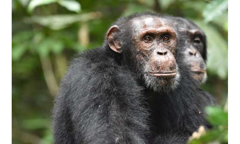 Les chimpanzés utilisent les sommets des collines pour effectuer des reconnaissances sur des groupes rivaux – étude