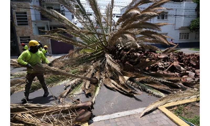 Climate change is making palm trees in Mexico City more vulnerable to disease-carrying insects, experts say
