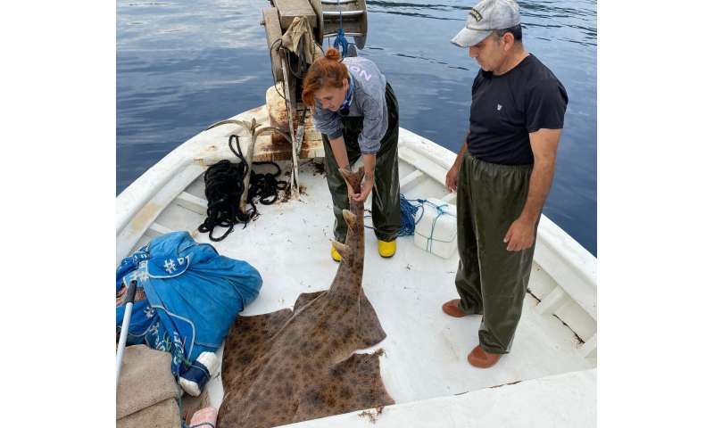 Critically endangered shark rescued from fishing net in Mediterranean
