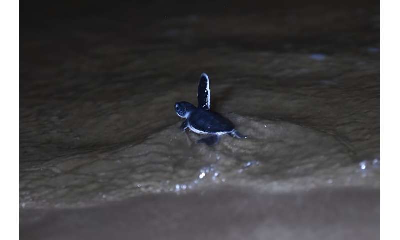 Data on the number of green turtles is not available in Pakistan but, for the past few years, the number of hatchlings has increased