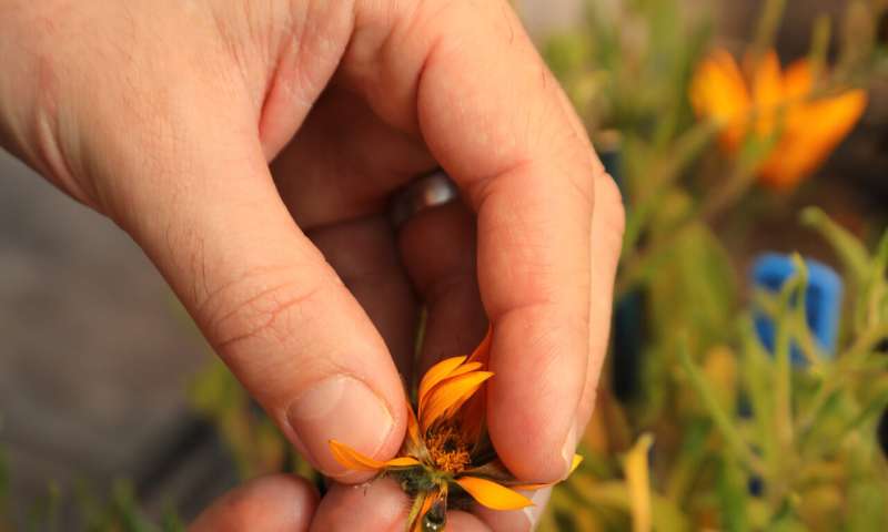 Deceptive daisy's ability to create fake flies explained