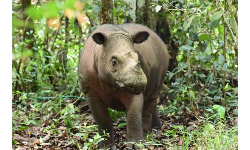 Delilah, a 7-year-old female rhino, is seen two days after giving birth to a Sumatran rhino calf at the Sumatran rhino sanctuary