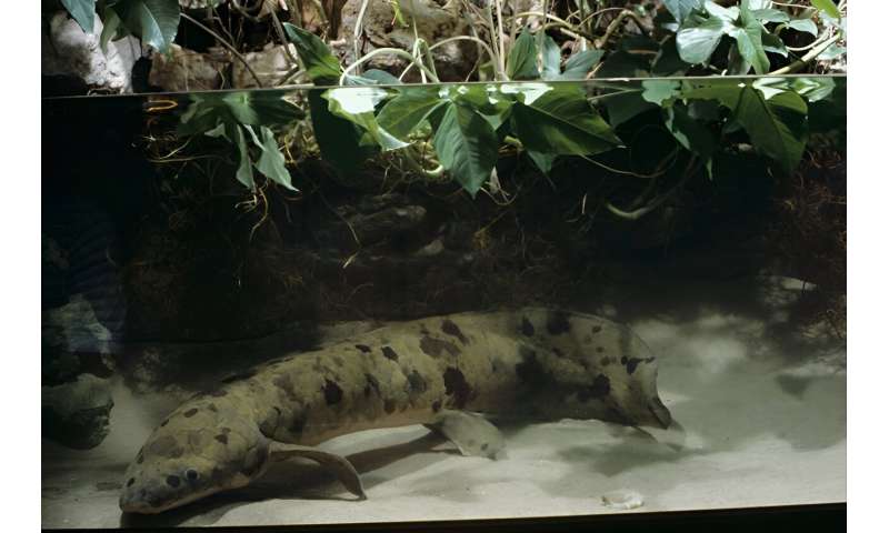 DNA reveals the true age of Granddad the lungfish