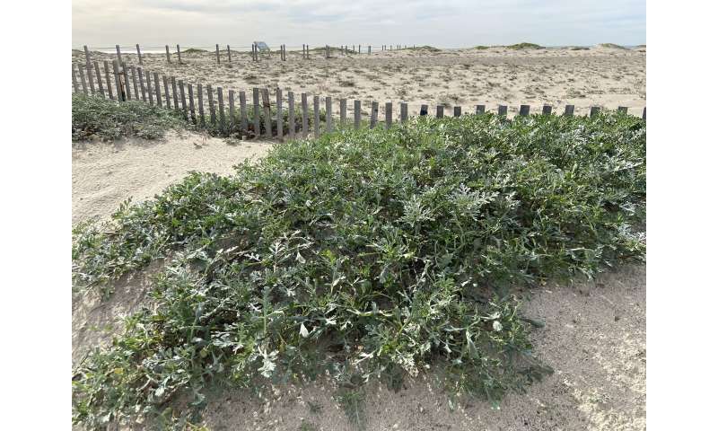 Dune restoration could increase the resilience of Southern California's urban beaches to sea level rise