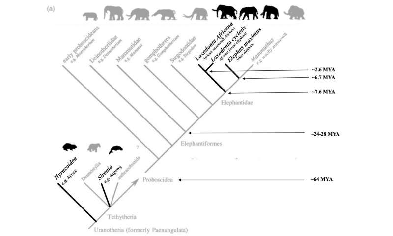 Elephants as a new model for understanding human evolution