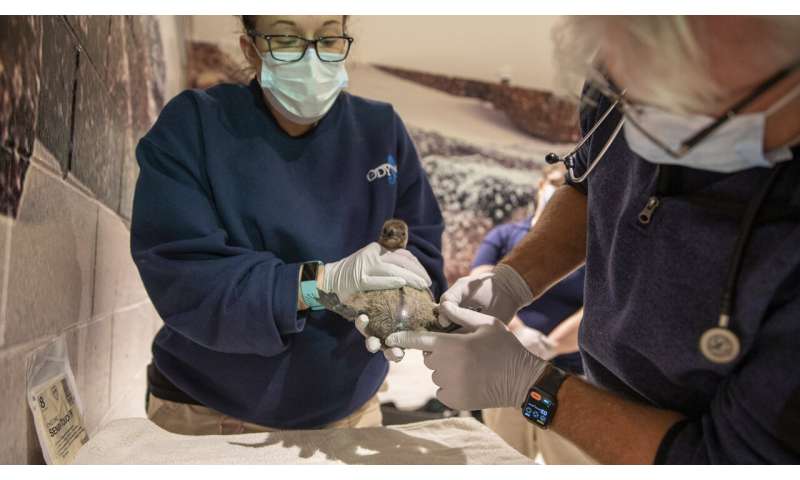 Endangered African penguin chicks hatch in an Arizona aquarium