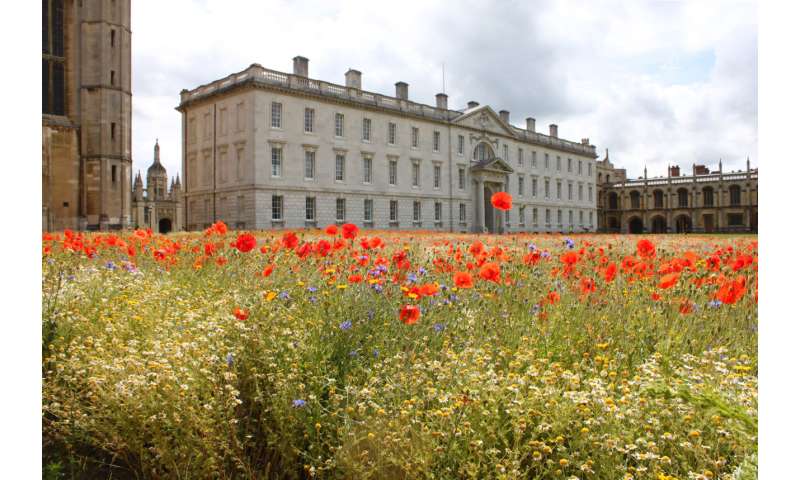 Establishing a wildflower meadow at King's College, Cambridge bolstered biodiversity and reduced greenhouse gas emissions, study