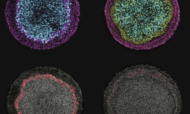 Experimental model gets cells to behave as they would in utero