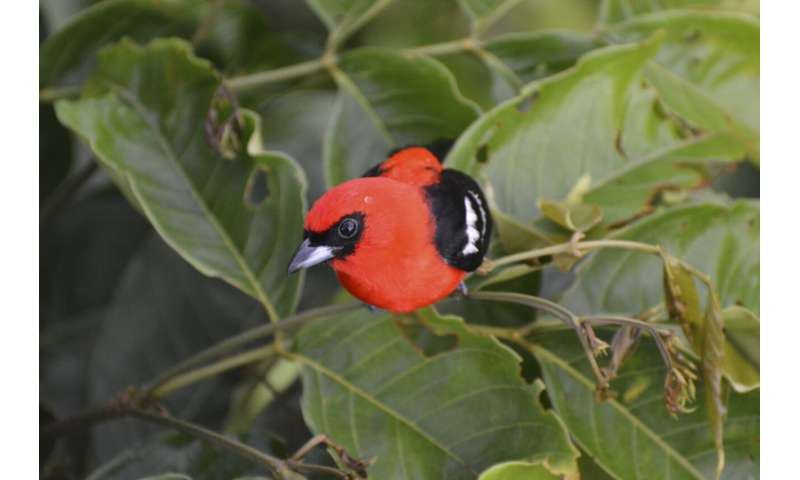 Granjas con características paisajísticas naturales ofrecen santuario a algunas aves de la selva tropical de Costa Rica
