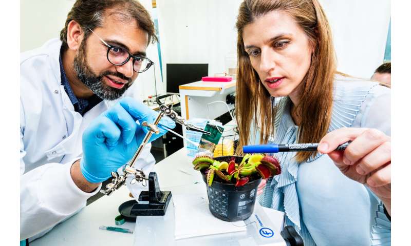 Fast electrical signals mapped in plants with new bioelectronic technology