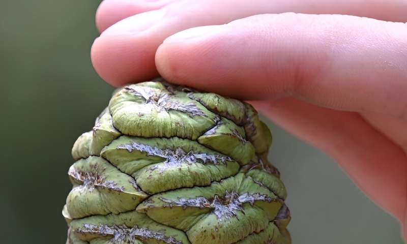 Fire is necessary for giant sequoias, partly because it opens up their cones and frees the seeds inside