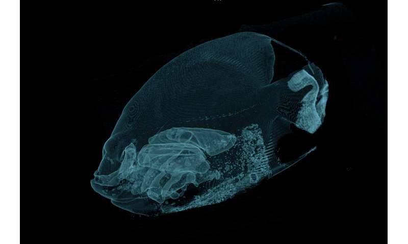 Fish with a funny float gets a CT scan at the Denver Zoo