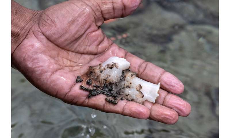 Fishermen and tour operators concerned about the invasive coral's rapid propagation, have resorted to manual extraction