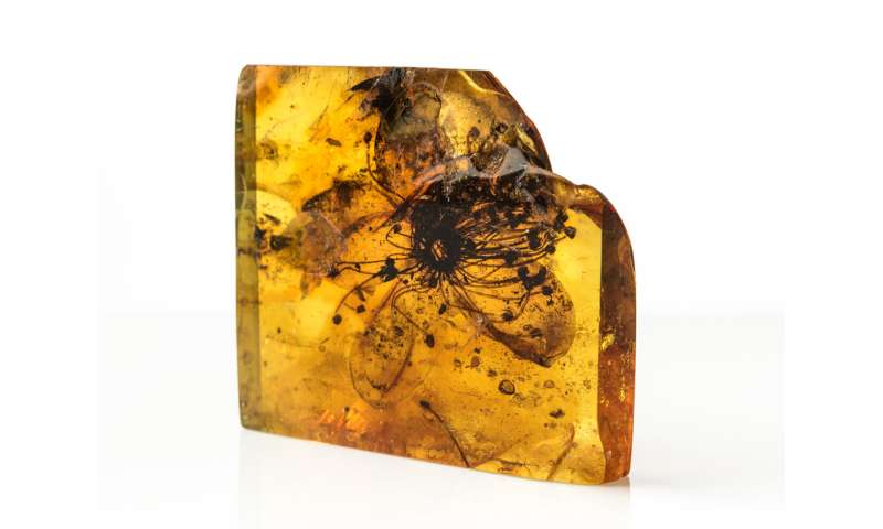 Fossils: Largest flower preserved in amber from over 33 million years ago