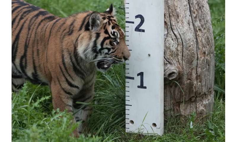 From tarantulas to tigers, the animals of London Zoo get their annual weigh-in