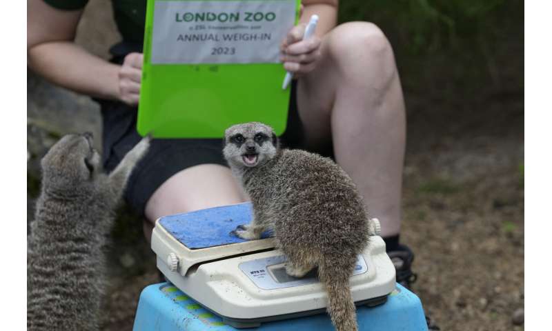 From tarantulas to tigers, the animals of London Zoo get their annual weigh-in