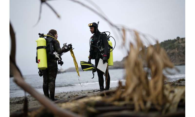 From urchin crushing to lab-grown kelp, efforts to save California's kelp forests show promise