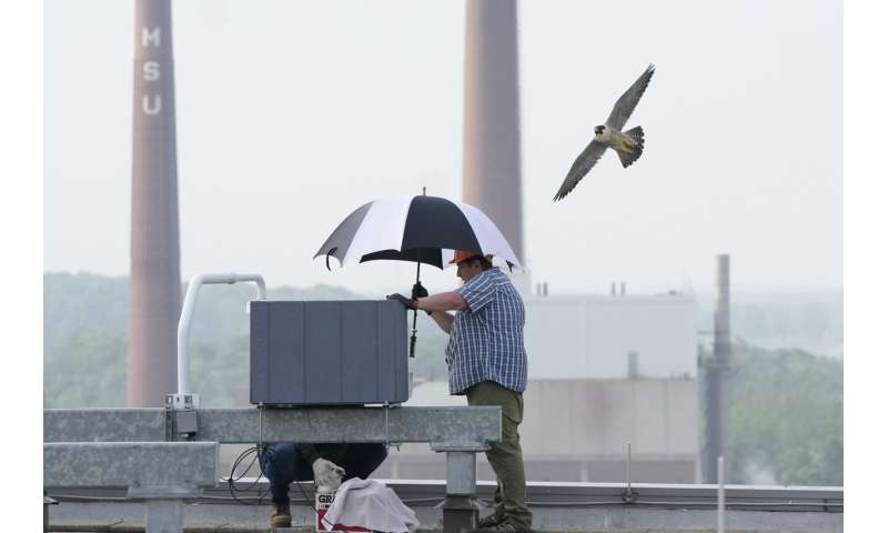 Fuzzy falcon chicks who nest at Michigan State football stadium get tracking bands