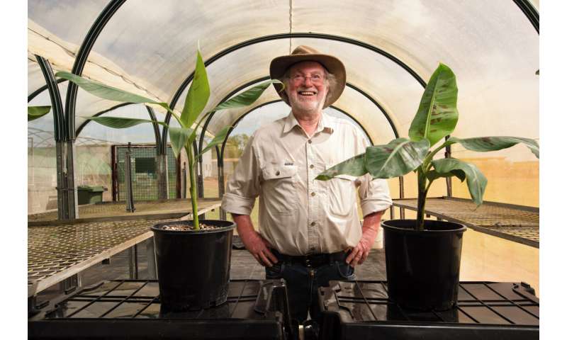 Genetically modified Cavendish variety offers safety net to world banana industry