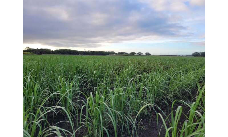 Genomic selection offers sweet success for cane farmers