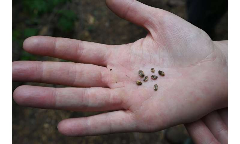 Giant sequoia seeds are about the size of oat flakes