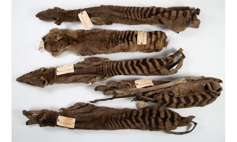 Historical violence in Tasmania: Victorian collector traded human Aboriginal remains for scientific accolades, study reveals