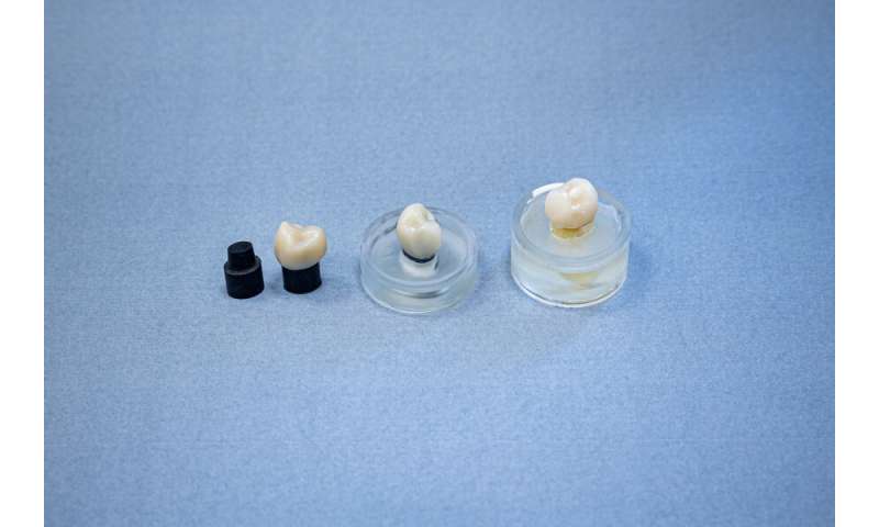 HKU Dentistry invents new material to replace extracted human teeth for dental research