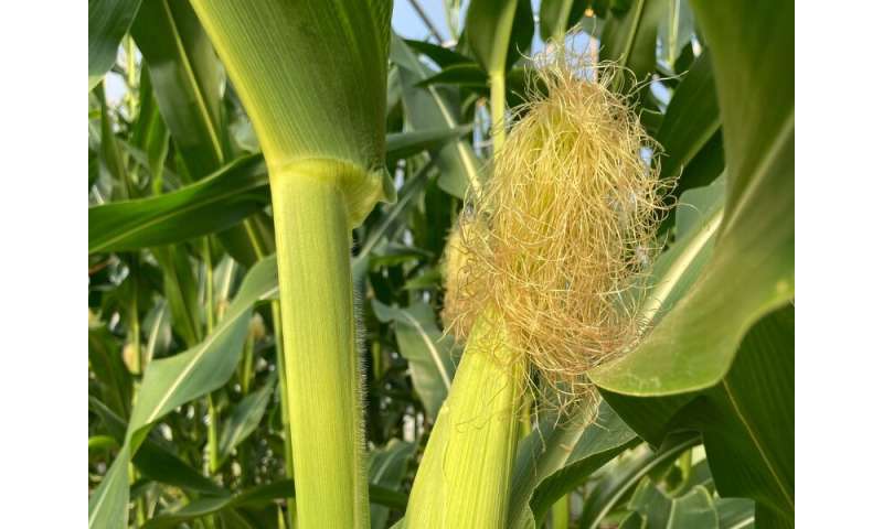 Cómo la sequía afecta los rendimientos de maíz