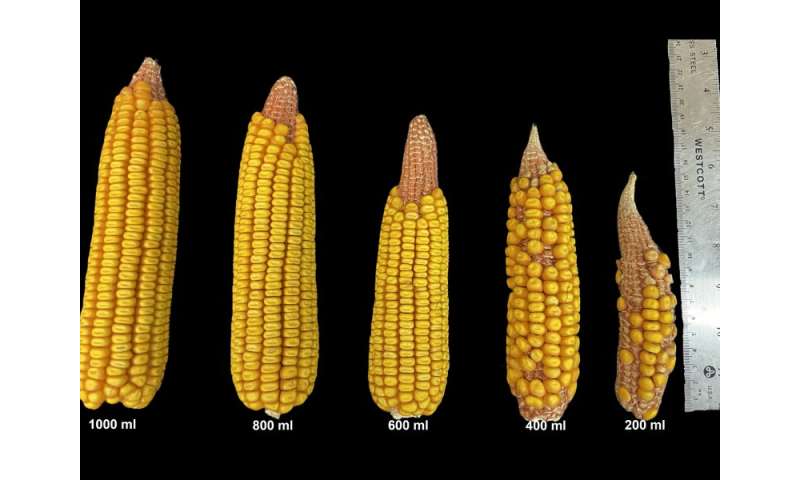 Cómo la sequía afecta los rendimientos de maíz