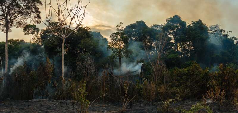 La actividad humana ha degradado más de un tercio de la selva amazónica restante, según científicos