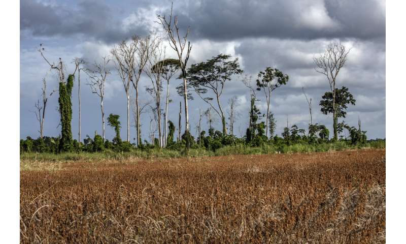 La actividad humana ha degradado más de un tercio de la selva amazónica restante, según científicos