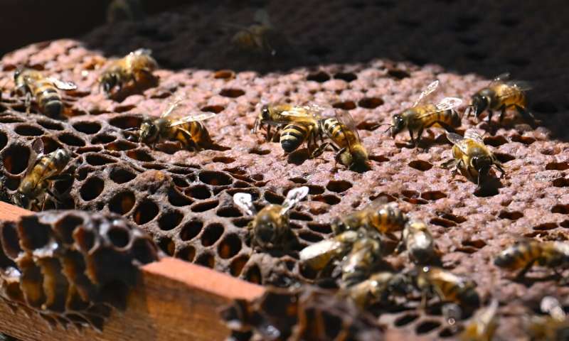 La madera talada ilegalmente está cobrando una nueva vida, convertida en colmenas para albergar a las asediadas abejas en Colombia