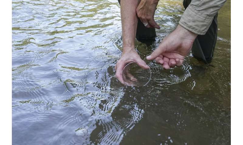 In Mississippi, a tiny fish is reintroduced to the river where it disappeared 50 years ago