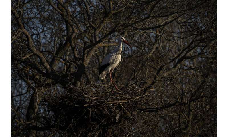 In Spain, storks' trash diet driven by climate change