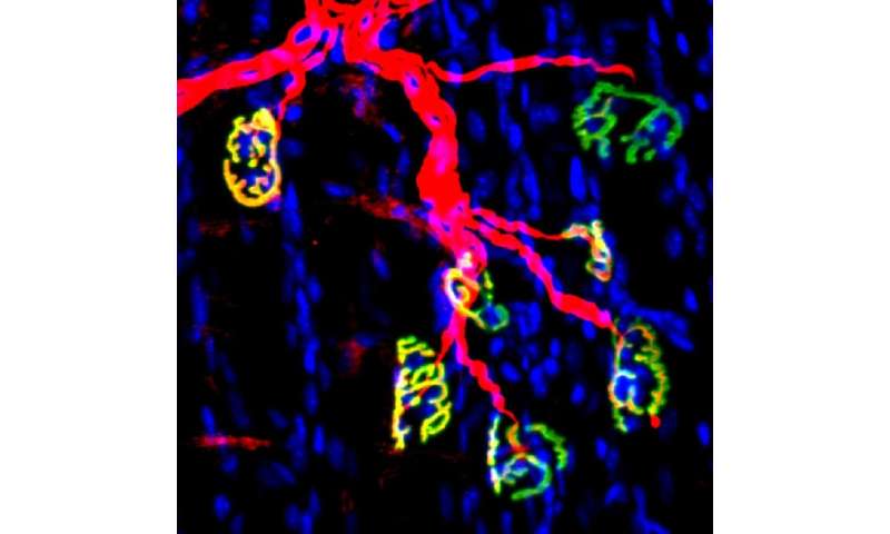 Inhibiting an enzyme associated with aging could help damaged nerves regrow and restore strength