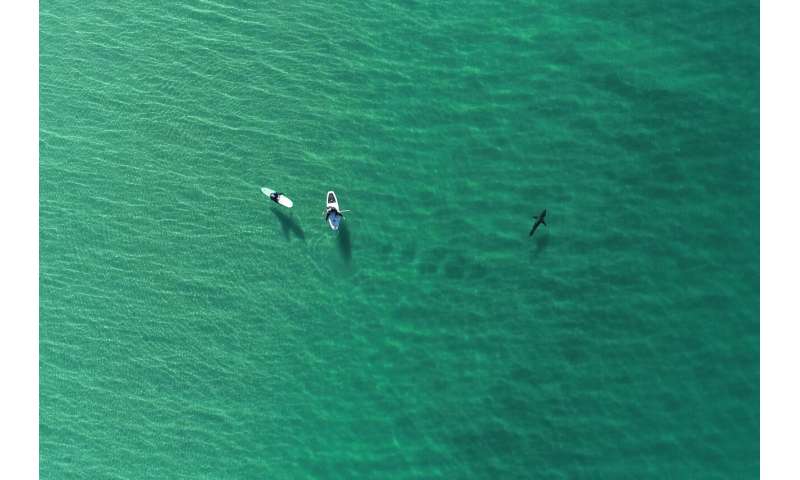 Just keep swimming: SoCal study shows sharks, humans can share ocean peacefully