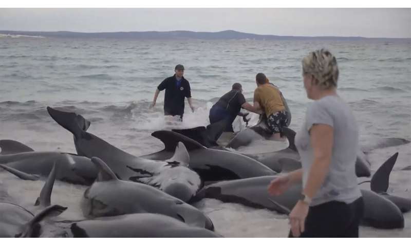 Last of nearly 100 pilot whales that beached on Australia's coast are euthanized after rescue fails