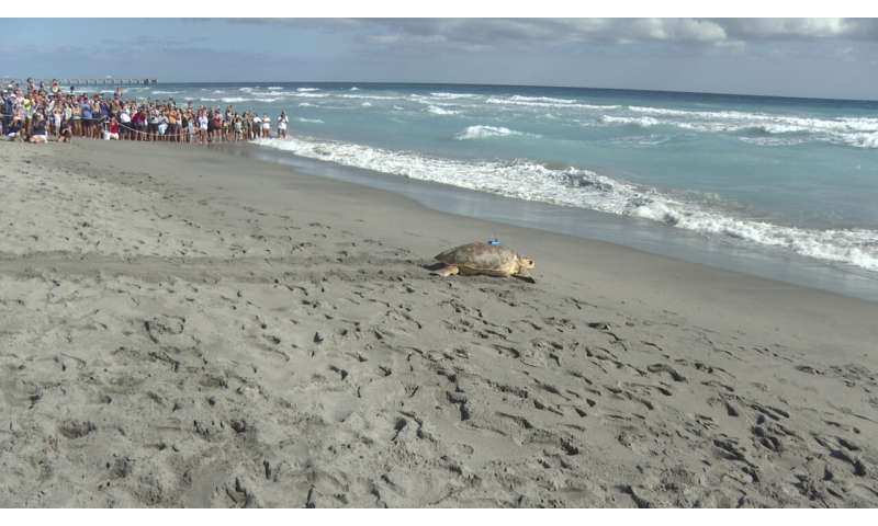 Loggerhead sea turtle released after rehabbing in Florida