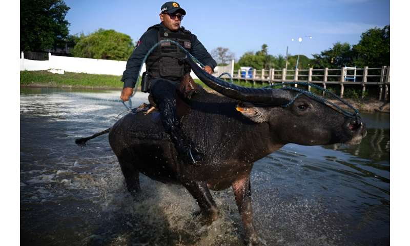 Military police in Soure use buffalo for patrols
