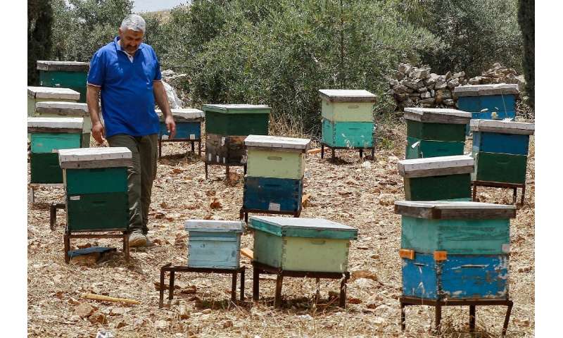 Mutasim Hammad, a retired public security directorate employee, walks past bee hives in Jordan's north