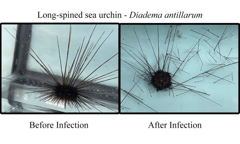 Mystery solved: Scientists ID Caribbean sea urchin killer
