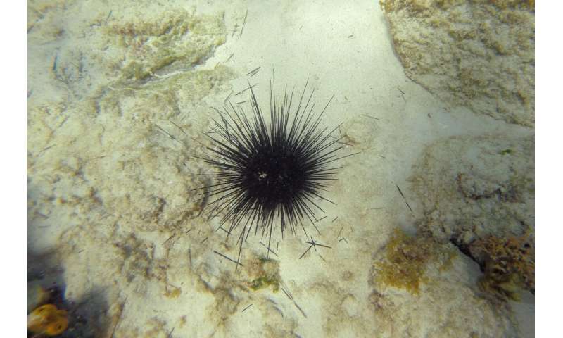 Mystery solved: Scientists ID Caribbean sea urchin killer