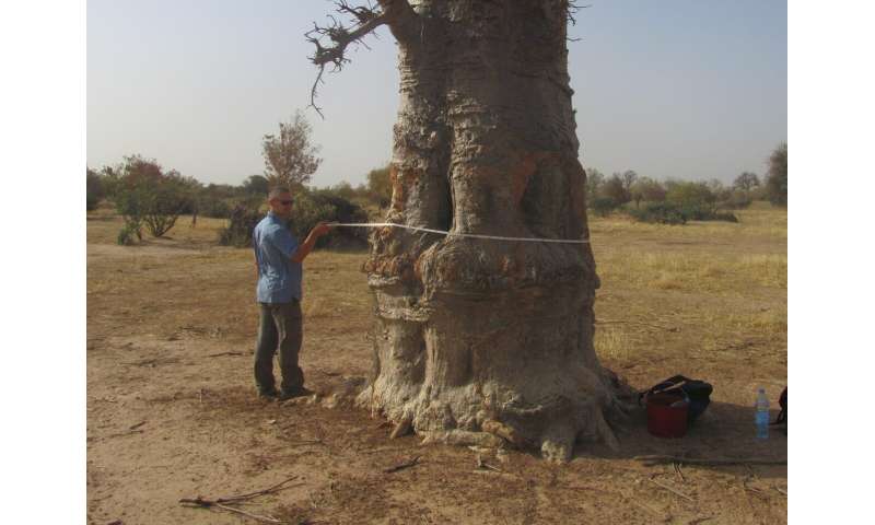 NASA-funded scientists estimate carbon stored in African dryland trees