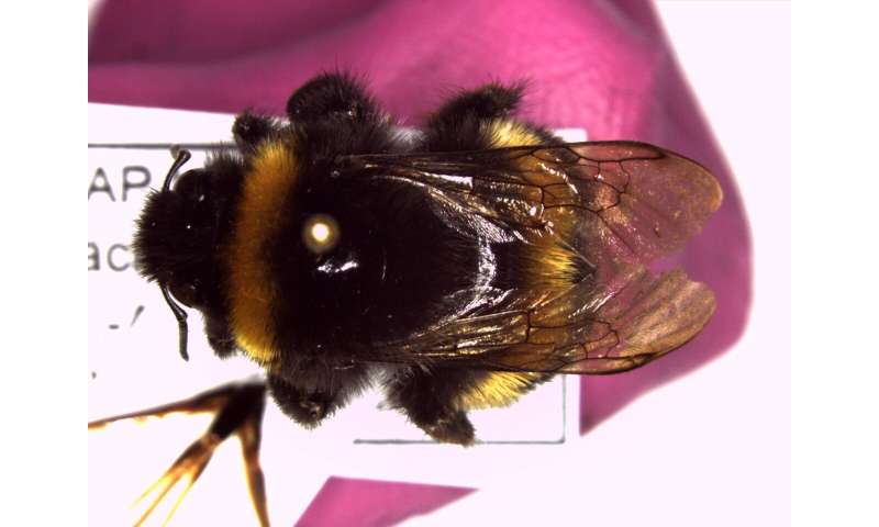 Natural history collections shed light on modern bumblebee struggles