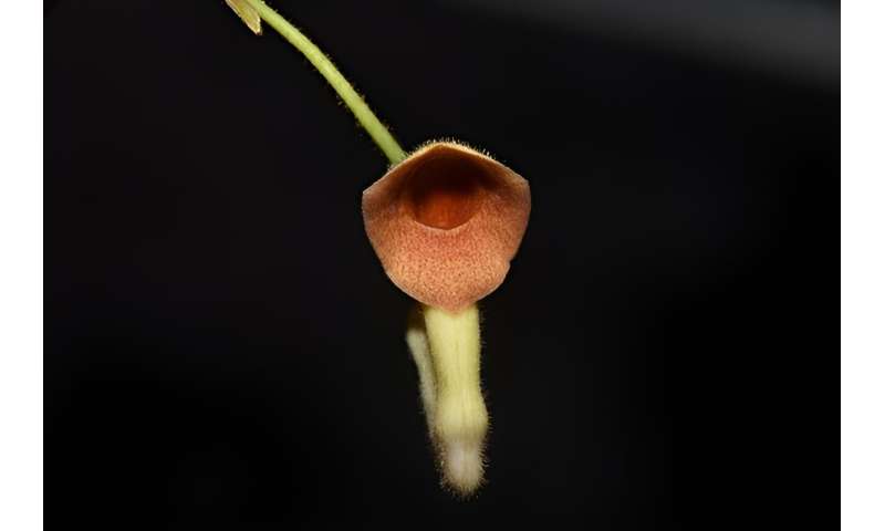 New Aristolochiaceae species found in Yunnan, China