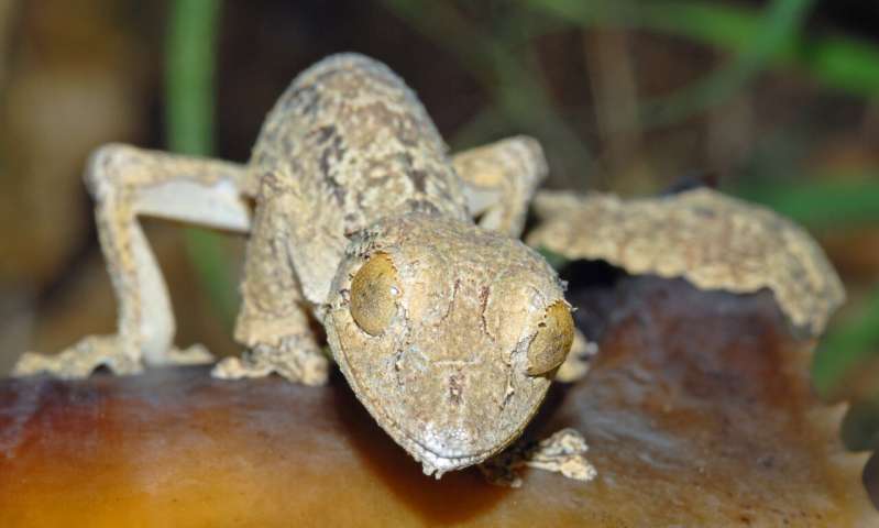 New leaf-tailed gecko from Madagascar is a master of disguise