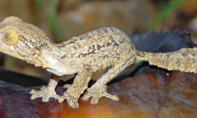 New leaf-tailed gecko from Madagascar is a master of disguise