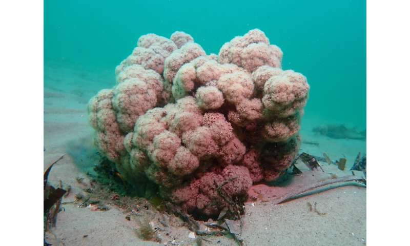 New research findings: Understanding the sex life of coral gives hope of clawing it back from the path to extinction