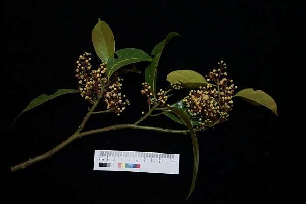 New tree species of lauraceae family found in Yunnan